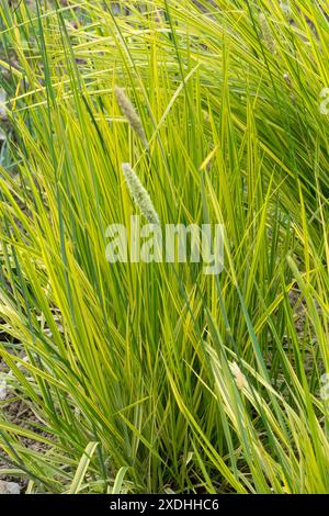 Alopecurus pratensis "Aureovariegatus", erba coda di cavallo dorata Foto Stock