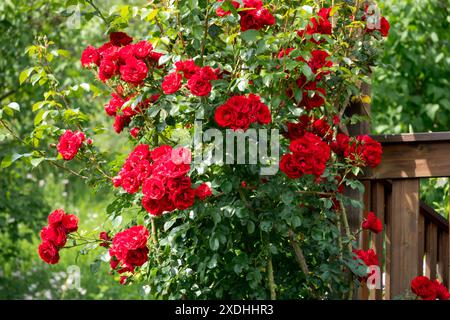 Red Rosa Garden Rose Roses Rosaceae, Flowers Blooming Lush Garden Blooms Flowering Plant Shrub Climbers Foto Stock