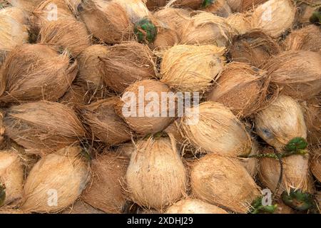 Noci di cocco bruno fresco disidratato, frutti della palma da cocco (Cocos nucifera), per la produzione di copra, Koh Samui, Thailandia Foto Stock