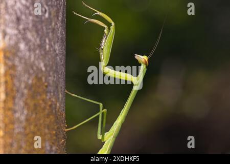 Cinese mantis-Tenodera sinensis Foto Stock