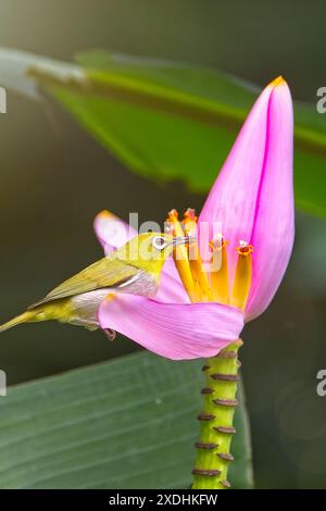 Occhio bianco giapponese appollaiato su un fiore Foto Stock