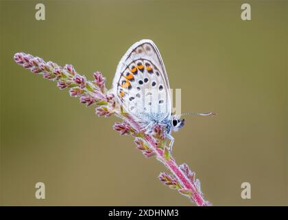 Farfalla blu con borchie color argento su Heather Foto Stock