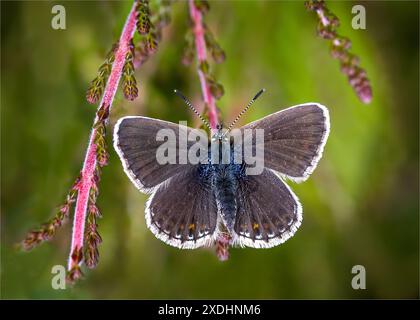 Femmina con borchie d'argento Blue Butterfly Warmin Up Foto Stock