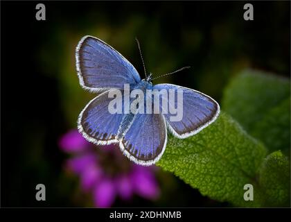 Maschio con borchie d'argento Blue Butterfly Warmin Up Foto Stock