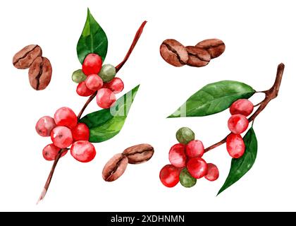 Set di rami di caffè con chicchi rossi. Illustrazione acquerello di un set botanico di caffè e frutti di bosco. isolato su sfondo bianco. Disegnato a mano. Foto Stock