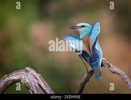 Il decollo dei rulli europei Foto Stock