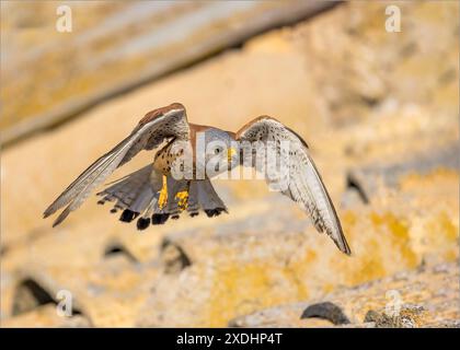 Kestrel minore in volo sopra le cime del tetto Foto Stock