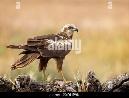 Marsh Harrier su Log Watching Foto Stock