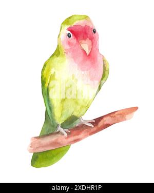 Pappagallo ondulato verde acquerello seduto sul ramo. Uccello tropicale isolato su sfondo bianco Foto Stock