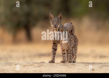 una madre di lince iberica con il suo cucciolo Foto Stock