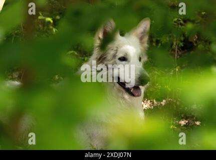 avvisa swiss shepard catturato attraverso il bush Foto Stock