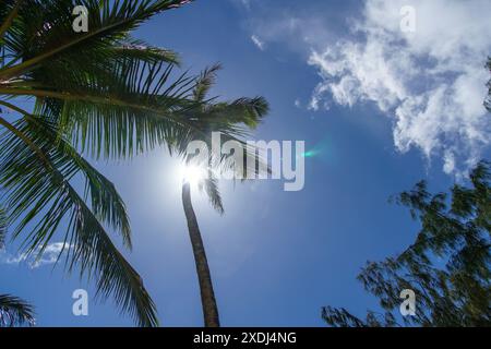 Il sole luminoso sta proiettando la sua luce attraverso le palme Foto Stock