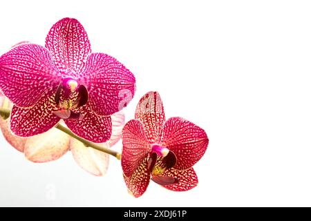 Primo piano di un fiore di orchidea rosa in fiore davanti a sfondo bianco. Foto Stock