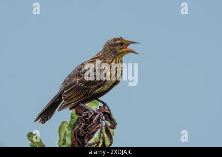 Blackbird femmina alata rossa arroccata sulle foglie Foto Stock