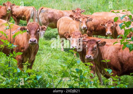 Branco di curiose mucche da limousine marroni fotografate in Francia nel verde del pascolo Foto Stock