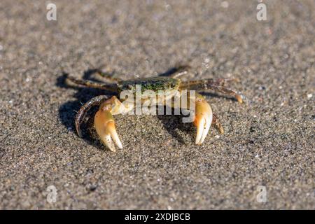 Un piccolo granchio dell'Oregon su una spiaggia sabbiosa Foto Stock