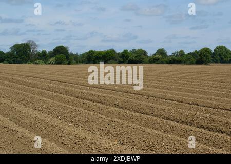 Patate in crescita: Patate piantate di recente nei letti. Paesaggio del campo di patate. Foto Stock