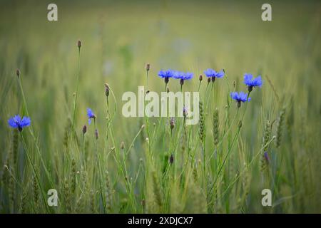 Bellissimi fiori blu - erbe nel campo. Estate in natura. Fiordaliso blu. (Knapweeds). Foto Stock