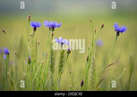 Bellissimi fiori blu - erbe nel campo. Estate in natura. Fiordaliso blu. (Knapweeds). Foto Stock