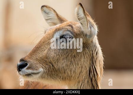 Kafue lechwe (Kobus leche kafuensis), zoo di Limassol, Cipro Foto Stock