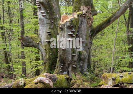 Vecchio faggio di rame (Fagus sylvatica) con fungo tinder (Fomes fomentarius), faggio triplo, un tronco rotto, foresta primordiale di deadwood, Sababurg Foto Stock