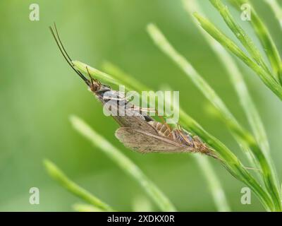 Moth accoppiamento, primo piano con messa a fuoco impilata, ratti, Stiria, Austria Foto Stock