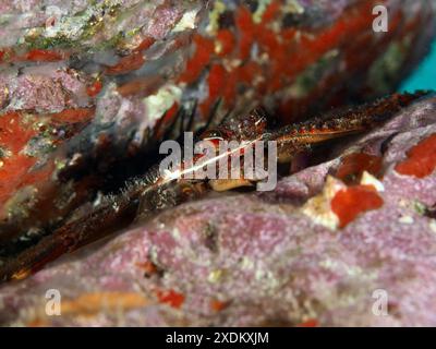 Granchio nebulizzato (Percnon gibbesi) nascosto tra strutture rocciose sottomarine. Sito di immersione Maravilla, Las Galletas, Tenerife, Isole Canarie, Spagna Foto Stock