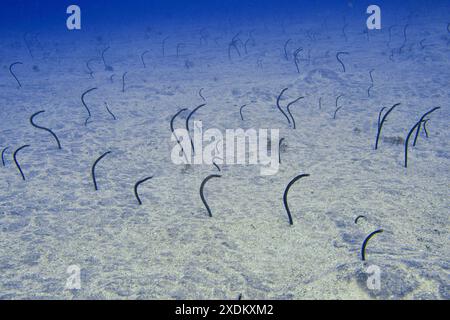 Molti esemplari di anguilla da giardino marrone (Heteroconger longissimus) sporgono da un fondale marino sabbioso. Sito di immersione Bufadero, Palm Mar, Tenerife, Isole Canarie Foto Stock