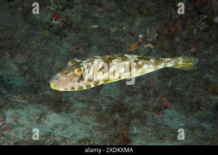 Pesce palla perlato (Sphoeroides spengleri) che nuota in un paesaggio roccioso sottomarino. Sito di immersione Montana Amarilla, Costa del Silencio, Tenerife, Canary Foto Stock