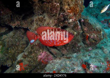 Pesce rosso con motivo a strisce, dentice a occhio di vetro (Heteropriacanthus cruentatus), al centro di rocce laviche. Sito per immersioni Roca Jolia, Las Foto Stock