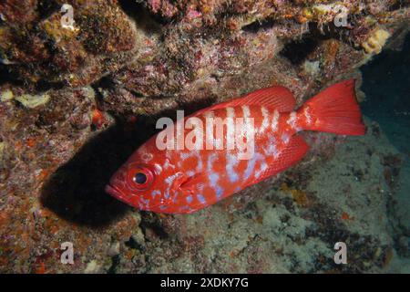 Pesce rosso brillante con motivo a strisce, dentice a occhio di vetro bigeye (Heteropriacanthus cruentatus) che nuota vicino a una barriera corallina. Sito di immersioni Los Champignones Foto Stock