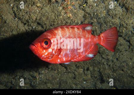 Perch bigeye (Heteropriacanthus cruentatus) con diversi campioni di isopodi (Anilocra), isopodi, parassiti. Sito di immersioni Los Champignones, Las Foto Stock