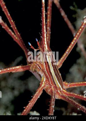 Primo piano del granchio dell'Atlantico orientale (Stenorhynchus lanceolatus) con gambe lunghe e sottili. Sito di immersione Maravilla, Las Galletas, Tenerife, Isole Canarie Foto Stock