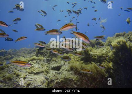 Le donne ornate (Thalassoma pavo) nuotano vicino alle alghe nell'acqua cristallina. Sito di immersione Cueva del Tiburon, Las Galletas, Tenerife, Canary Foto Stock