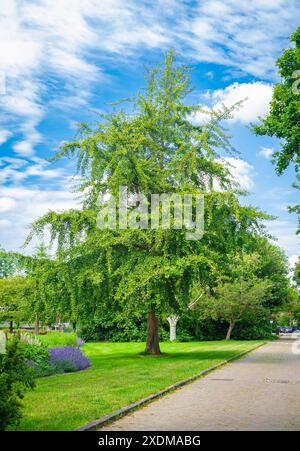 Bellissime foglie verdi di un albero di Ginkgo biloba in un parco Foto Stock