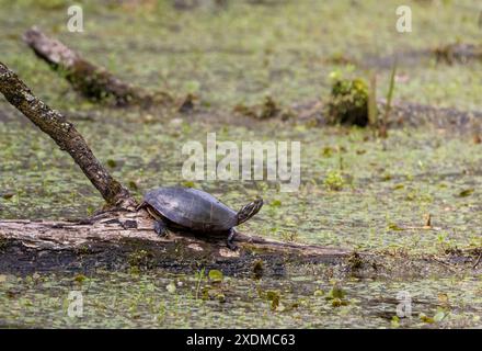 Tartaruga dipinta in una palude nel Pelee National Park, Ontario Foto Stock