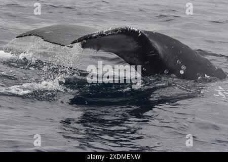 PTO LOPEZ BALLENAS OBSERVACION Puerto Lopez Manabi, 23 giugno 2024 tour di avvistamento delle megattere API Ariel OCHOA Puerto Lopez Manabi Ecuador ACE PTOLOPEZ BALLENAS OBSERVACION bcdbd9e2c5a7a7bd8b82e2e2f5e4d64e619 Copyright: XArielxOax Foto Stock