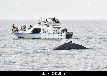 PTO LOPEZ BALLENAS OBSERVACION Puerto Lopez Manabi, 23 giugno 2024 tour di avvistamento delle megattere API Ariel OCHOA Puerto Lopez Manabi Ecuador ACE PTOLOPEZ BALLENAS OBSERVACION db5a2b7237eaf1e3fd48e15edb20641a Copyright: XArielxOchoax Foto Stock