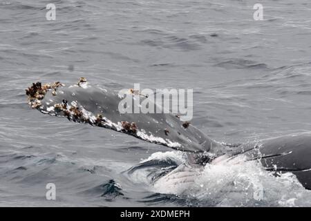 PTO LOPEZ BALLENAS OBSERVACION Puerto Lopez Manabi, 23 giugno 2024 tour di avvistamento delle megattere API Ariel OCHOA Puerto Lopez Manabi Ecuador ACE PTOLOPEZ BALLENAS OBSERVACION 039be2d34fed8e380199c25f6a0ed027 Copyright: XArielxOchoax Foto Stock