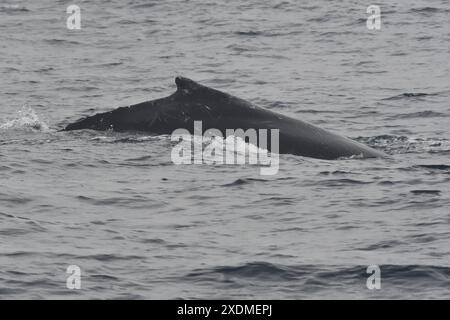 PTO LOPEZ BALLENAS OBSERVACION Puerto Lopez Manabi, 23 giugno 2024 tour di avvistamento delle megattere API Ariel OCHOA Puerto Lopez Manabi Ecuador ACE PTOLOPEZ BALLENAS OBSERVACION e6f0d7e572d0961f19cb3eecd986a929 Copyright: XArielxOchoax Foto Stock