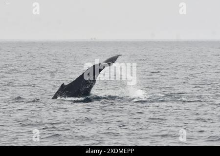 PTO LOPEZ BALLENAS OBSERVACION Puerto Lopez Manabi, 23 giugno 2024 tour di avvistamento delle megattere API Ariel OCHOA Puerto Lopez Manabi Ecuador ACE PTOLOPEZ BALLENAS OBSERVACION 42dd1a4866ebf2b8f5a308f949929cdf Copyright: XArielxOchoax Foto Stock