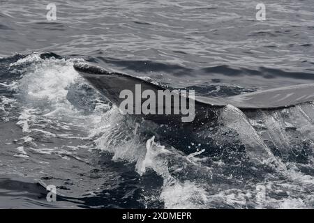 PTO LOPEZ BALLENAS OBSERVACION Puerto Lopez Manabi, 23 giugno 2024 tour di avvistamento delle megattere API Ariel OCHOA Puerto Lopez Manabi Ecuador ACE PTOLOPEZ BALLENAS OBSERVACION 7ab7332d7c535e2b65fa94bb0242583 Copyright: XArielxOchoax Foto Stock