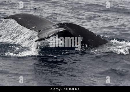 PTO LOPEZ BALLENAS OBSERVACION Puerto Lopez Manabi, 23 giugno 2024 tour di avvistamento delle megattere API Ariel OCHOA Puerto Lopez Manabi Ecuador ACE PTOLOPEZ BALLENAS OBSERVACION b92da659736b1c5527c53bff4f2f2f80 Copyright: XArielxOchoax Foto Stock