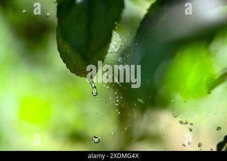 gocce d'acqua che cadono dalla foglia verde. Foto Stock