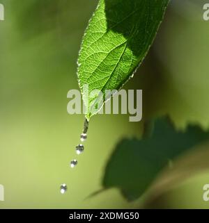 gocce d'acqua che cadono dalla foglia verde. Foto Stock