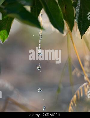 gocce d'acqua che cadono dalla foglia verde. Foto Stock