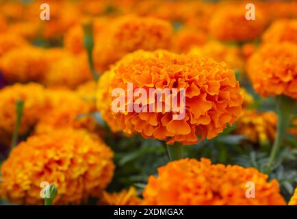 Fantastici fiori di Marigold messicani arancioni in giardino. Sfondo naturale con messa a fuoco della selezione. Fiorente calendula francese arancione, Tag Foto Stock