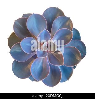 Vista dall'alto di Perle von Nurnberg, pianta succulenta di Echeveria viola isolata su sfondo bianco. Splendida vista dall'alto colorata e succulenta pianta, macro fot Foto Stock