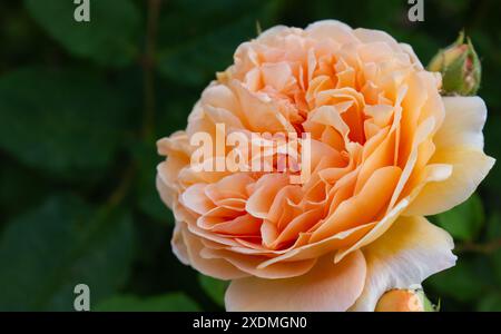 Primo piano, la principessa Margherita della Corona di rose albicocche fiorisce nel giardino su sfondo sfocato di foglie, con spazio per le copie per cartoline, saluti e inviti Foto Stock