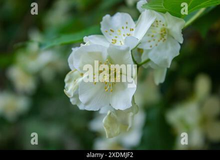 Ravvicinato arbusto di gelsomino in fiore. Fiori di gelsomino in fiore nel giardino primaverile. Bellezza nella natura. Foto ravvicinata di fiori di gelsomino in giardino con copia sp Foto Stock